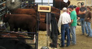 Agriculture - Up to ten beef breed shows show at the annual Olds Fall Classic each October, including Black Angus, Charolais, Gelbvieh, Hereford, Limousin, Maine Anjou, Red Angus, Salers, Shorthorn and Simmental, a showcase of top quality cattle from the industry's leading seedstock breeders.